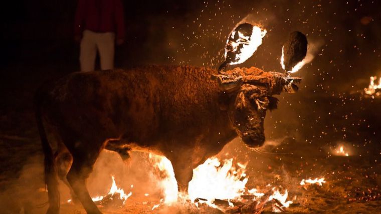 Adiós a una tradición: La Justicia suspende el Toro Júbilo de Medinaceli