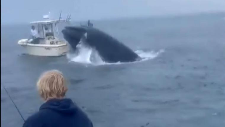 Ballena ataca a una barca