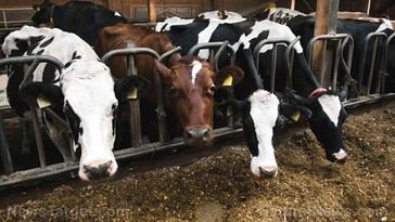 Nuevo fármaco para ganado busca reducir emisiones de metano en la producción de carne y leche