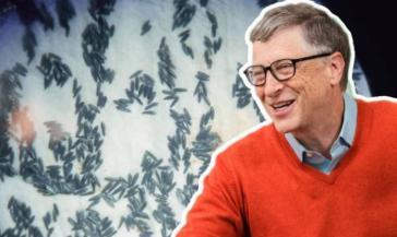 Bill Gates se asocia con el Pentágono para diseñar insectos transgénicos para el consumo humano