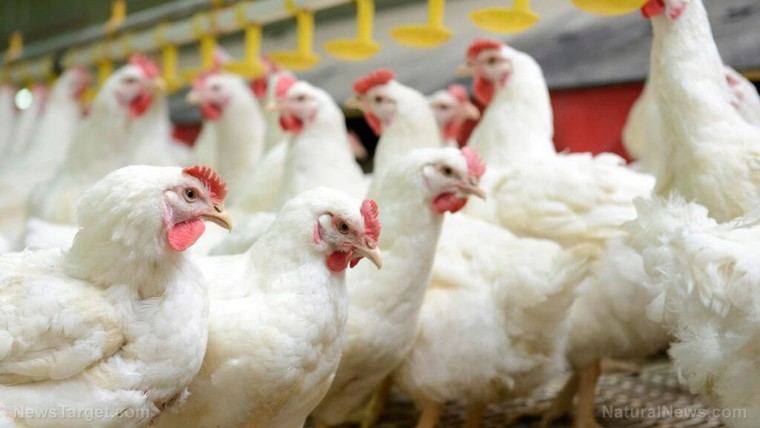 Gobiernos implementan programas de sacrificio masivo de aves bajo el pretexto de bioseguridad