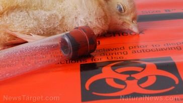 California's Bird Flu Emergency: Is the Alarm Justified?