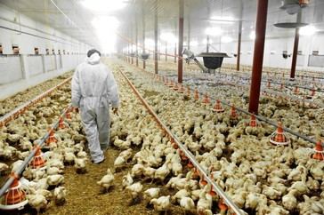 Bird flu claims debunked: No chickens culled in Canada or Mexico