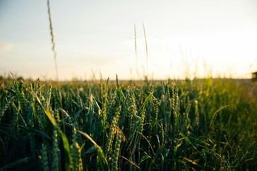 Aumento de la exposición a toxinas dañinas por el cambio climático