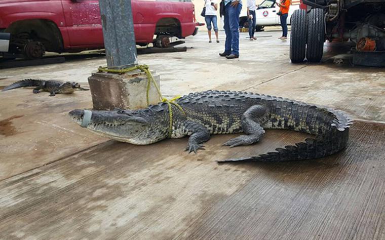 Decenas de enormes cocodrilos se apoderaron de la ciudad tras las fuertes lluvias