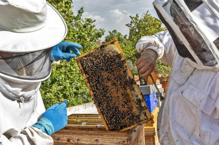 El Foro Económico Mundial ordena a los gobiernos destruir millones de abejas