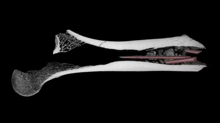 Hallan el veneno más antiguo para flechas en un fémur de 7.000 años