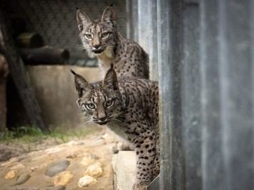 Liberan en Palencia a dos linces ibéricos criados en cautividad