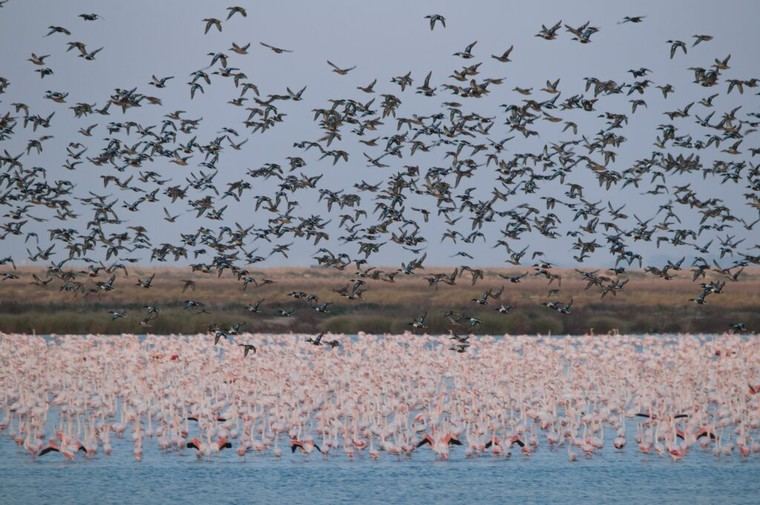 El deterioro de Doñana impacta a las aves acuáticas en Europa