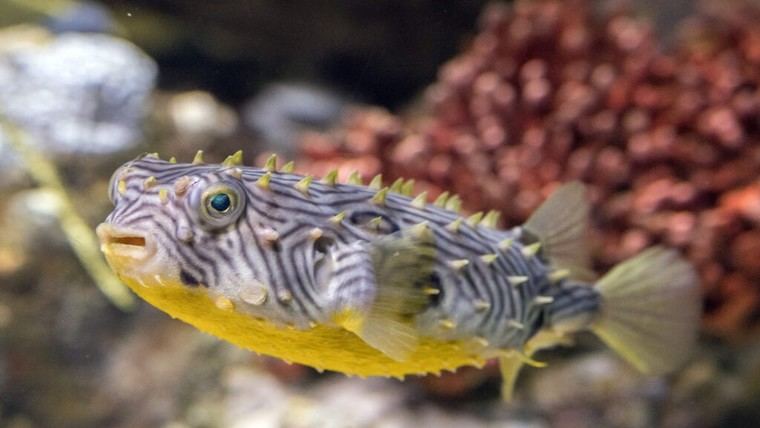 Los calusa y su extraño uso de peces venenosos en la antigua Florida