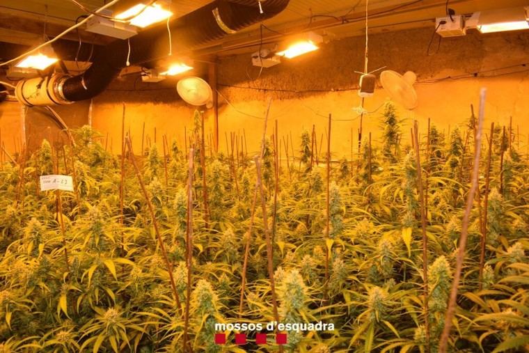 Desmantelan una red criminal dedicada al cultivo de marihuana en Lleida y Tarragona