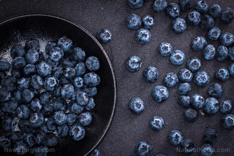 Fungus threatens global blueberry supply and farmer livelihoods