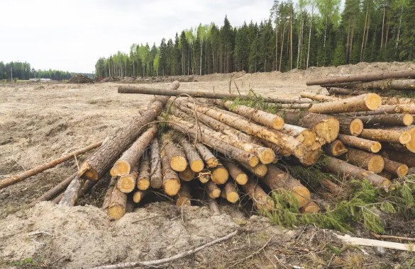 Bill Gates propone talar y enterrar árboles para combatir el cambio climático