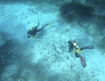 Nuevos hallazgos sobre el impacto de la contaminación en praderas marinas andaluzas