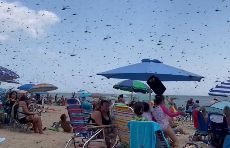 Un enjambre de libélulas de gran tamaño invade la playa de Rhode Island