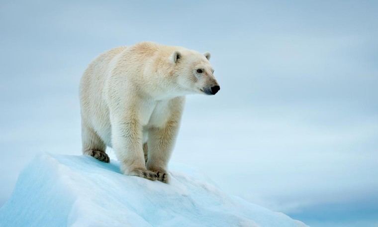 El hielo marino del Ártico es 26% mayor que en 2012