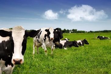 Exageraciones sobre el metano amenazan la agricultura y la seguridad alimentaria