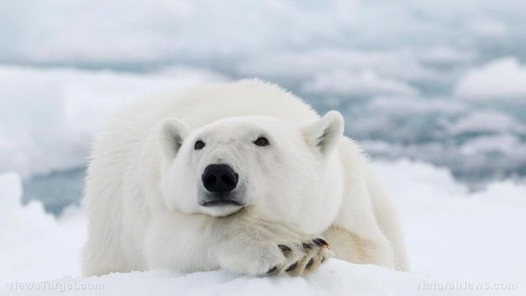 Estudio revela que factores naturales afectan el hielo antártico, no la actividad humana