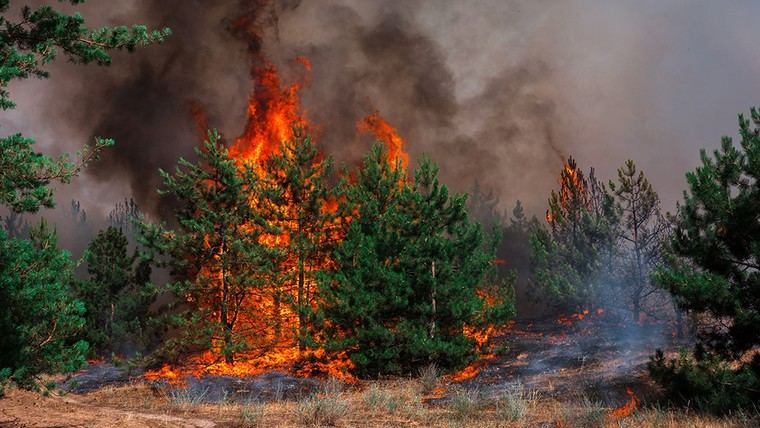 Incendio en Los Ángeles causa destrucción masiva y evacuaciones por falta de agua y cortes de luz