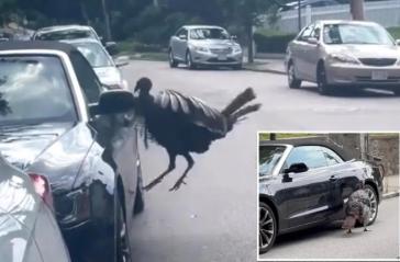 Un pavo salvaje ataca a un auto deportivo en plena ciudad