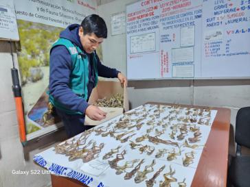 Incautan en Perú cientos de ranas conocidas como "la viagra de los incas"