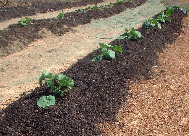 Expertos alertan sobre los riesgos de la compostación humana en la cadena alimentaria de EE. UU