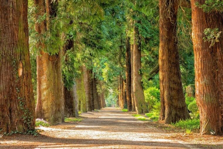 Los bosques son clave para la seguridad alimentaria, según el Ministerio de Transición Ecológica