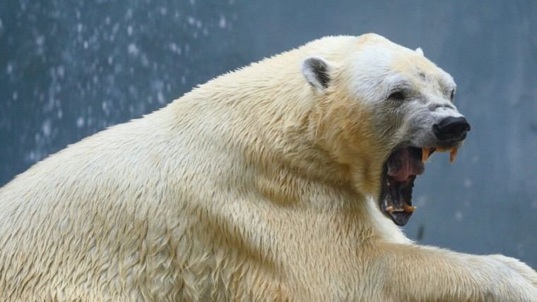 Hombre se enfrenta a oso polar para proteger a su esposa