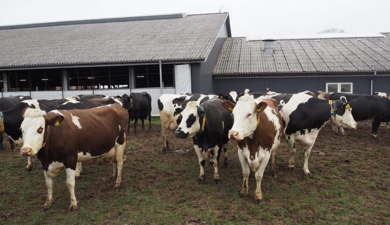 Dinamarca, primer país en gravar las emisiones de metano de los animales de granja